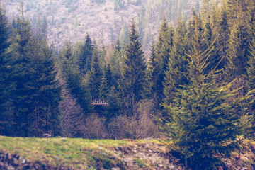 Mountain landscape with fir trees