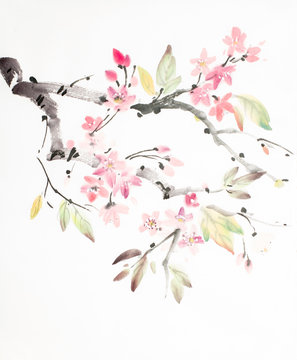 cherry blossoms branch