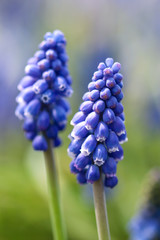 Bunch of blue grape hyacinth, close up of flower head