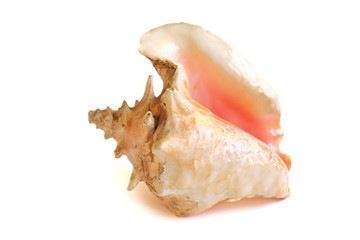 conch shell -isolated 