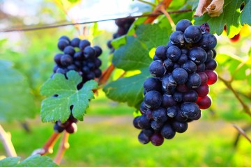 Close up Grape in the Garden.