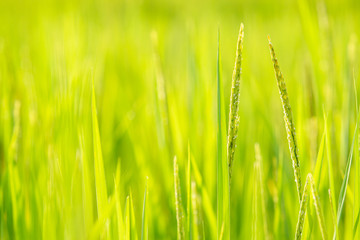 Organic Thai Jasmine rice in the rice field with blurred background close up.