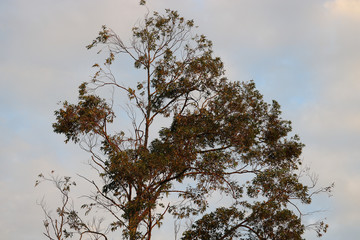 natureza paisagem grama arvore 