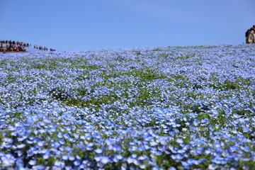 青いじゅうたんのような日本の美しいネモフィラ畑