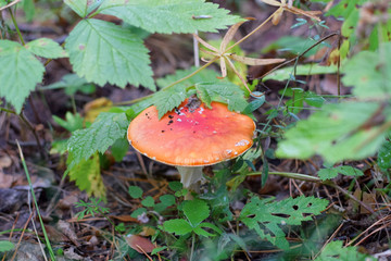 Red mushroom under green grass leaves in the autumn