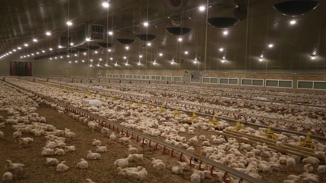 Small chicken in a big hatchery