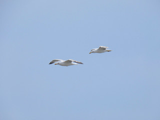 Gaviota planeando sobre cielo azul
