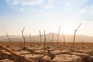 Foto op Plexiglas Dead trees on drought and cracked land at dry river or lake, metaphor climate change, global warming and water crisis © piyaset