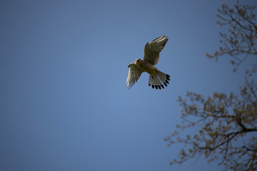 falcon flying in the wind 