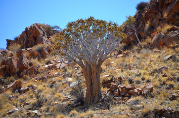 Aloidendron dichotomum, formerly Aloe dichotoma, the quiver tree or kokerboom, is a tall, branching...