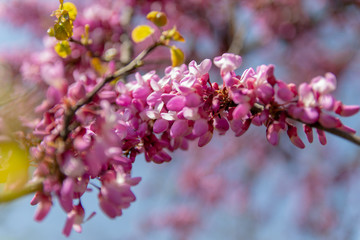 Blossoming pink flower background. Flowering decorative Japanese cherry branch in spring garden, macro image with copyspace and beautiful bokeh.