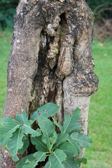 natureza paisagem grama arvore 