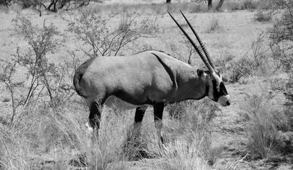 Gemsbock or gemsbuck (Oryx gazella) Namib-Naukluft National Park is a national park of Namibia ...