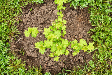 Bushes of young raspberries, a seedling in the open air grows close up in the garden on the chernozem. Selective focus