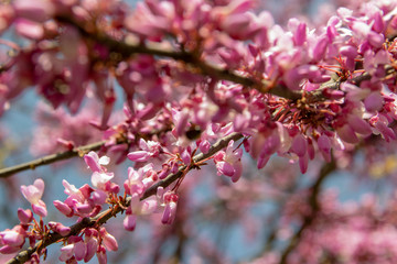 Blossoming pink flower background. Flowering decorative Japanese cherry branch in spring garden, macro image with copyspace and beautiful bokeh.