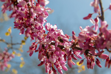 Blossoming pink flower background. Flowering decorative Japanese cherry branch in spring garden, macro image with copyspace and beautiful bokeh.