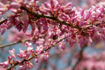 Obraz premium Blossoming pink flower background. Flowering decorative Japanese cherry branch in spring garden, macro image with copyspace and beautiful bokeh.