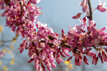 Blossoming pink flower background. Flowering decorative Japanese cherry branch in spring garden, macro image with copyspace and beautiful bokeh.