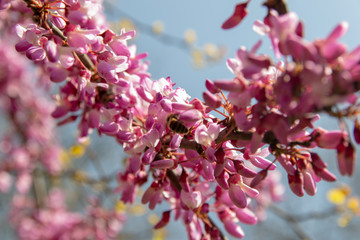 Blossoming pink flower background. Flowering decorative Japanese cherry branch in spring garden, macro image with copyspace and beautiful bokeh.