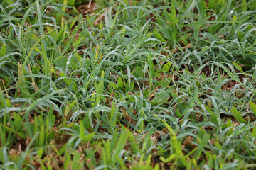 natureza paisagem grama arvore 