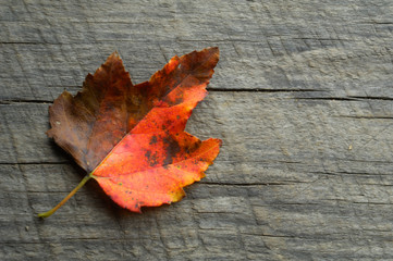 Beautiful Red Maple Leaf on a board in Oconuluftee of Great Smoky Mountains National Park