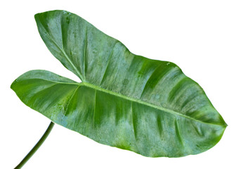 Leaf stem of Philodendron with a white background
