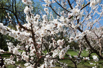 Blooming white sakura. Macro photo of beautiful flowers and sprigs of cherry wood.