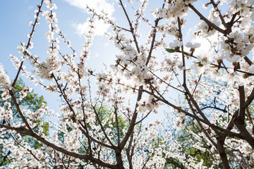Blooming white sakura. Macro photo of beautiful flowers and sprigs of cherry wood.