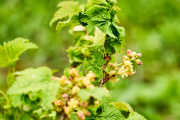 Bushes of young raspberries, a seedling in the open air grows close up in the garden on the chernozem. Selective focus