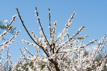 Blooming white sakura. Macro photo of beautiful flowers and sprigs of cherry wood.