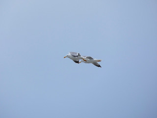 Obraz premium Gaviota planeando sobre cielo azul