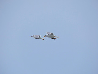 Gaviota planeando sobre cielo azul