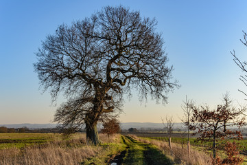 An oak tree in winter. The scene is illuminated by low winter sun, with blue sky and distant hills in the background, and a grassy footpath next to the tree.