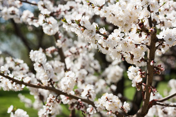 Blooming white sakura. Macro photo of beautiful flowers and sprigs of cherry wood.