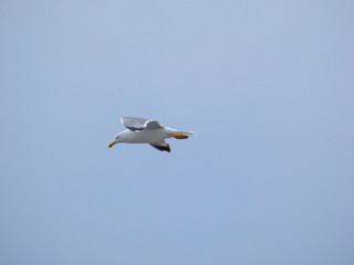 Gaviota planeando sobre cielo azul