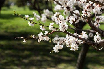 Blooming white sakura. Macro photo of beautiful flowers and sprigs of cherry wood.