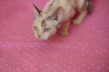 Close-up view of a Devon Rex kitten with beautiful blue eyes. Cute cat sitting on a soft couch