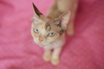 Close-up view of a Devon Rex kitten with beautiful blue eyes. Cute cat sitting on a soft couch