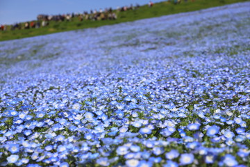 Obraz na płótnie Canvas 青いじゅうたんのような日本の美しいネモフィラ畑