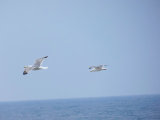 Gaviota planeando sobre cielo azul