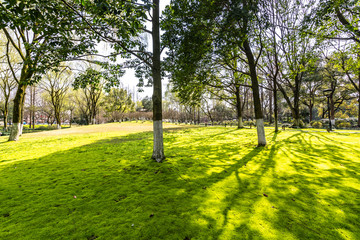Obraz premium path in park