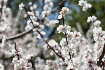 Blooming white sakura. Macro photo of beautiful flowers and sprigs of cherry wood.