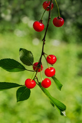 Sprig of ripe cherry with raindrops in the sun's rays