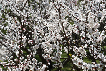 Blooming white sakura. Macro photo of beautiful flowers and sprigs of cherry wood.