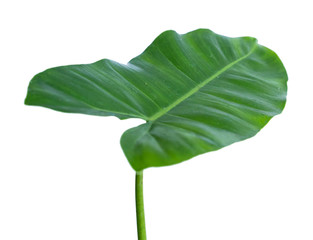 Close up of leaf stem of Philodendron with a white background