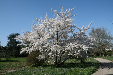Naklejka premium Blühender Baum