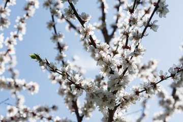 Blooming white sakura. Macro photo of beautiful flowers and sprigs of cherry wood.