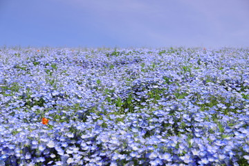 青いじゅうたんのような日本の美しいネモフィラ畑