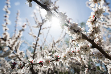 Blooming white sakura. Macro photo of beautiful flowers and sprigs of cherry wood.