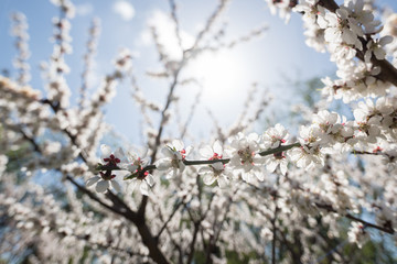 Blooming white sakura. Macro photo of beautiful flowers and sprigs of cherry wood.